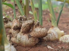Como plantar gengibre corretamente: sempre fiz errado, agora aprendi a preparar a terra com um competente biólogo