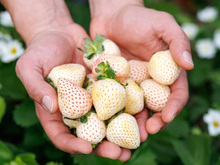 Morango da paz? Morango branco conquista por seu sabor único, textura suculenta e visual exótico