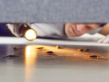 O que significa quando as baratas voltam pouco tempo depois da dedetização?