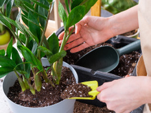 Minha zamioculca sempre ficava feia até quem um jardineiro revelou o que eu estava fazendo de errado