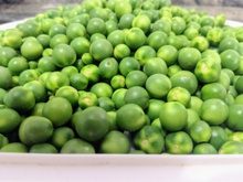 Jurubeba: o que é e como fazer conserva