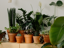 Unindo o útil ao agradável: cultive plantas que melhoram a qualidade do ar e deixam o ambiente mais bonito