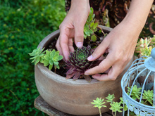 Todo dono de suculenta precisa saber: esse erro simples e silencioso pode estar está matando as suas plantinhas