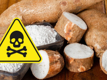 Mandioca é tóxica e pode fazer mal para a saúde se você não prestar atenção nesses detalhes importantes