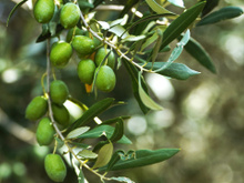 Está chovendo tanto na província de Jaén que a colheita de azeite está com um problema: há água em excesso