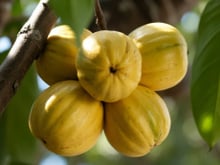 Quase ninguém conhece: fruta com polpa dourada e cremosa tem sabor de doce de leite e está conquistando os jardineiros