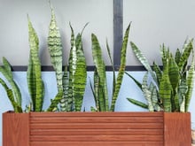 Nem sombra, nem sol pleno: descubra a luz perfeita para a espada-de-são-jorge