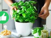 Desde que descobri o poder desse ingrediente para as minhas plantas, nunca mais eu joguei fora!