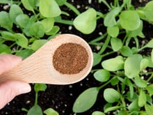 Nem canela, nem borra de café: é isso que você precisa polvilhar ao redor das suas plantas para elas crescerem saudáveis e mais rápido