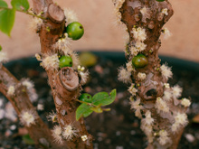 Essas 5 árvores frutíferas são perfeitas para quem tem pouco espaço no jardim
