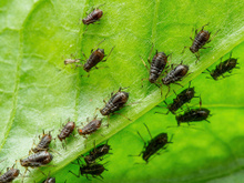 O terror dos jardineiros pode ser evitado rapidamente: 4 remédios naturais eficazes para pulgões
