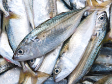 Nem namorado, nem tainha: peixe esquecido está conquistando os brasileiros por ser barato, leve e supernutritivo