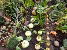 Se você tem uma horta em casa, corra para plantar ESTE alimento em setembro: é a melhor época, começa a colher em 40 dias e é muito versátil e nutritivo!