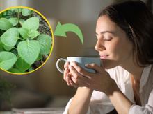 Planta comum em hortas caseiras pode transformar a saúde da sua família e você só precisa de 5 folhas