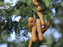 Nem linhaça, nem mamão: esse é o verdadeiro campeão para regular o intestino