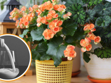 Veja como o leite pode fortalecer a raiz da sua begônia (fiz e deu certo!)