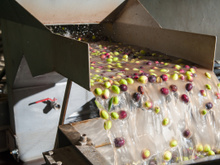 Como é feito o azeite de oliva: saiba mais