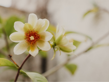 Poucas pessoas sabem, mas a flor da ora-pro-nóbis é repleta de benefícios e muito fácil de ser cultivada
