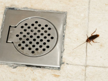 Adeus baratas: mistura caseira para despejar nos ralos deixa a casa segura contra esses insetos