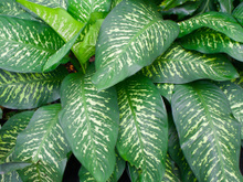 4 plantas que são tóxicas para cães e gatos: confira