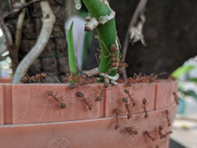 Adeus formigas no jardim: aprendi com um jardineiro a solução perfeita, elas odeiam!