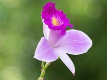 Como cuidar da orquídea-bambu: a planta quase imortal que purifica o ar e floresce o ano todo