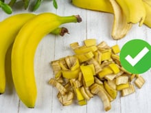 Poucos sabem, mas é por isso que você deve usar casca de banana nas suas plantas