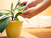Esponja de cozinha serve para gelar bebidas e até drenar plantas: veja como