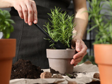 Sua casa vai ficar muito mais cheirosa depois que você plantar essa erva (é muito fácil de manter)