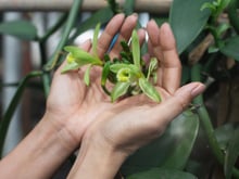 Poucas pessoas sabem, mas a baunilha vem de uma orquídea: veja como plantar em sua casa e acrescente já nas suas receitas