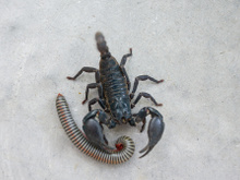 Diga adeus aos escorpiões e lacraias: aprenda como criar uma barreira de plantas contra essas pestes!