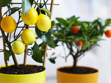 Seis árvores frutíferas que podem ser cultivadas em vasos e resistem ao frio: como ter frutas frescas durante todo o inverno