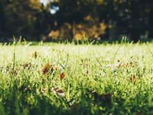 Elas crescem em jardins e florestas, são pisoteadas por quem não as conhece e, ainda assim, valem uma fortuna