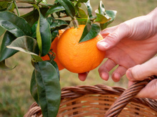 Nunca mais comprei laranjas no mercado depois que aprendi a cultivar a fruta em casa