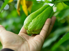 Plantar chuchu não é tão difícil quanto a maioria das pessoas pensa: basta seguir essas dicas