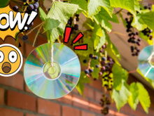 A nova mania dos jardineiros é pendurar CDs no jardim em julho. Entenda o motivo!