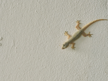 Nem azar, nem mistério: por que lagartixas aparecem dentro de casa, segundo a ciência