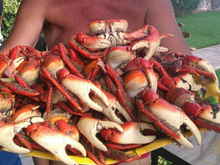 Caranguejos de Aratuba