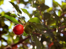 Nem laranja, nem limão: a fruta que fortalece o sistema imunológico do seu corpo e faz bem para a pele