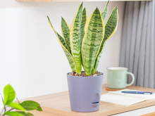 Onde nunca colocar uma planta língua de sogra em casa: suculenta pode alterar a energia do ambiente