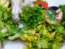 Truque simples conserva a salsinha por mais tempo: assim a erva dura até 10 dias