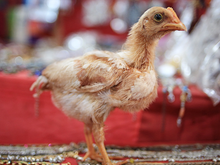 Por que não pode comer frango na ceia de Ano-Novo?