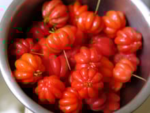 Rica em fibras, fortalece o sistema imunológico e tem ação anti-inflamatória: os benefícios da pitanga para a saúde e bem-estar!