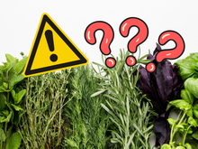 A erva que Harvard recomenda para a memória: tem 8 vezes mais ferro do que as lentilhas