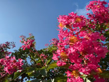 A árvore recomendada pelos jardineiros: floresce 120 dias por ano, precisa de poucos cuidados e dá muita cor ao jardim