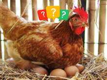 Frango de laboratório: a invenção polêmica de um bilhão de dólares que vai revolucionar a alimentação no mundo e tem gerado debates