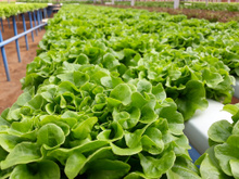 Você sabe o que é a alface hidropônica? Entenda a diferença e benefícios