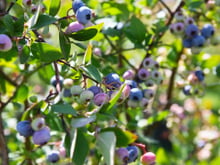 Chamado de “rei dos antioxidantes”: o fruto resistente, que faz bem para a saúde e é o queridinho das confeiteiras