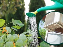Pode usar a água do ar-condicionado para regar as plantas da sua casa?