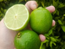 Nem tudo é o que parece: o limão-taiti não é um limão! Alimento está mais proxímo de outra fruta popular